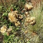 Carlina vulgaris Plod