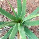 Aloe rupestris Плід