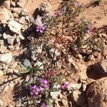 Fagonia glutinosa Hoja
