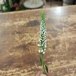 Veronica spuria Квітка