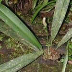 Anthurium bakeri Bark