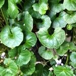 Viola hederacea Leaf