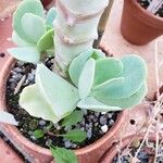 Kalanchoe marmorata Foglia