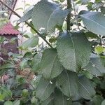 Salix caprea Blatt