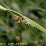 Carex vaginata പുറംതൊലി