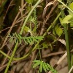 Vicia loiseleurii Other