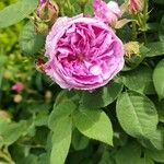 Rosa chinensis Flors