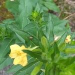 Oenothera parvifloraKvět