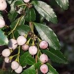Azara lanceolata Frucht