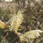 Salix atrocinerea Kvet