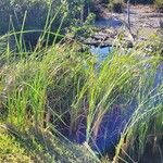 Typha domingensis Hábitos