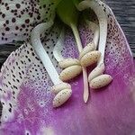 Digitalis thapsi Kwiat