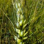 Triticum turgidum Kvet