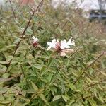 Abelia chinensis عادت داشتن