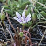 Lewisia pygmaea Хабит