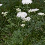 Katapsuxis silaifolia Mosusu