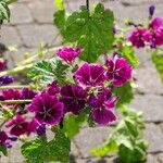 Malva arborea Flors