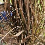 Panicum virgatum Leaf