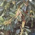 Ficus thonningii Frukto