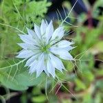 Nigella damascenaFloro