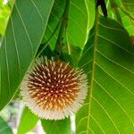 Neolamarckia cadamba Fruit