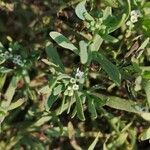 Heliotropium curassavicum Flor