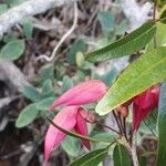 Arthroclianthus deplancheiBlüte