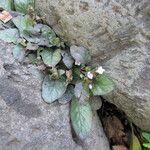 Strobilanthes reptans Hábito