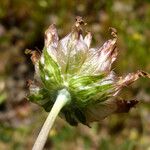 Trifolium fucatum Ffrwyth