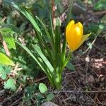 Sternbergia luteaFleur