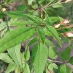 Jasminum grandiflorum Hoja