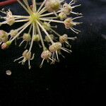 Aralia cachemirica Квітка