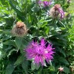 Centaurea uniflora Цвят