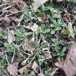 Antennaria parvifolia Feuille