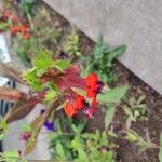 Cuphea llavea Flower