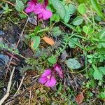 Pedicularis kerneriBloem