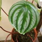 Peperomia argyreia Leaf