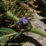Astragalus sesameus Květ