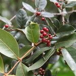 Psorospermum febrifugum Frucht