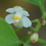 Cardiospermum halicacabum Flower