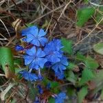 Ceratostigma plumbaginoides Облик