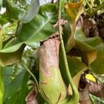 Nepenthes truncata Foglia