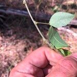 Macrotyloma axillare Leaf