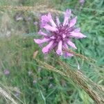 Betonica officinalisFlower