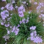 Tulbaghia violaceaFlors