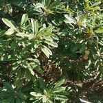 Pittosporum hosmeri Hábito