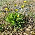 Leontodon saxatilis Habit