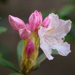 Rhododendron ponticum Blomma