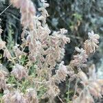 Teucrium marum Floare