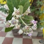 Calotropis gigantea 花